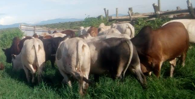 Premium Beef Products