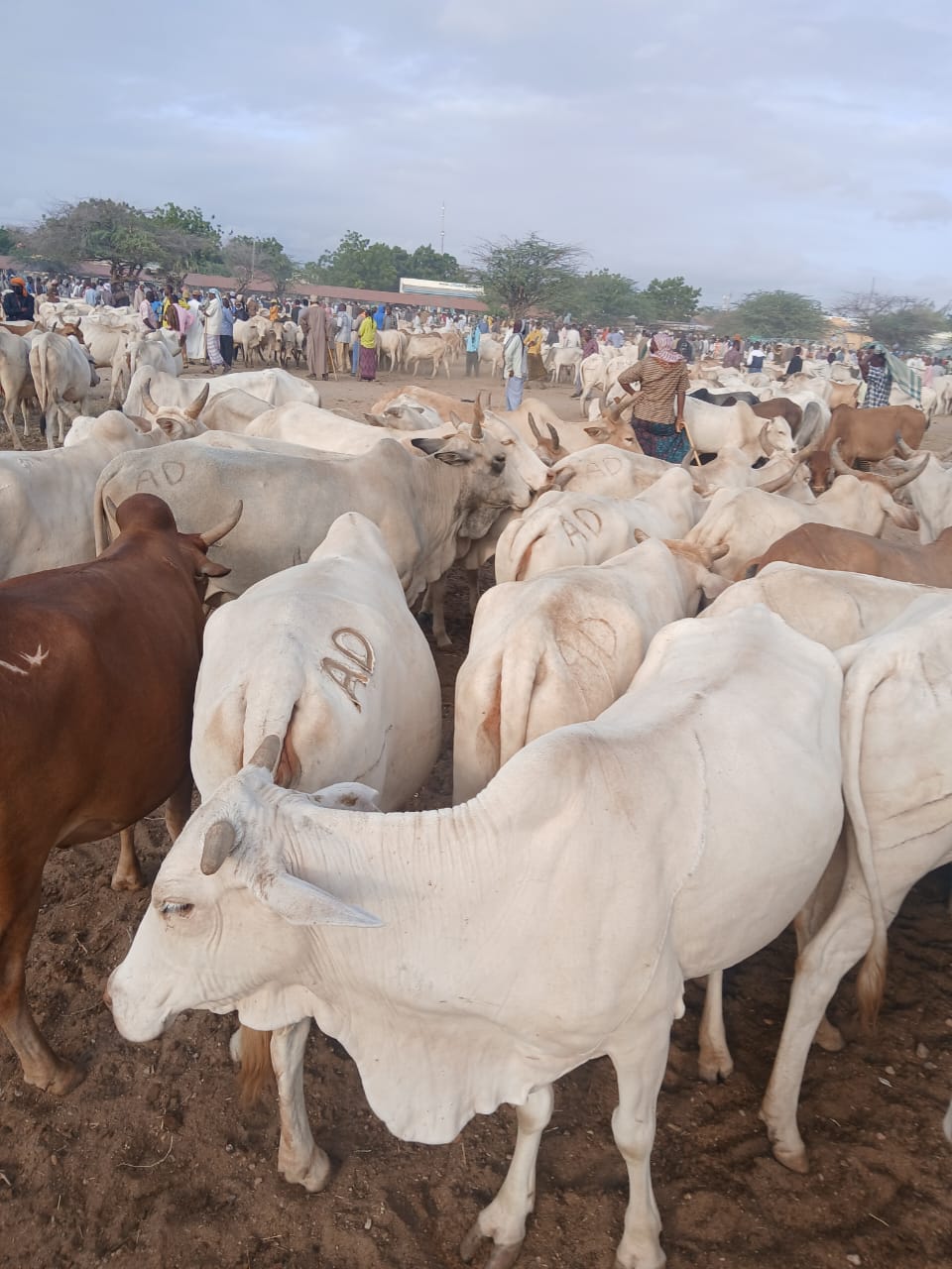 Our Mission - Quality Livestock Sourcing