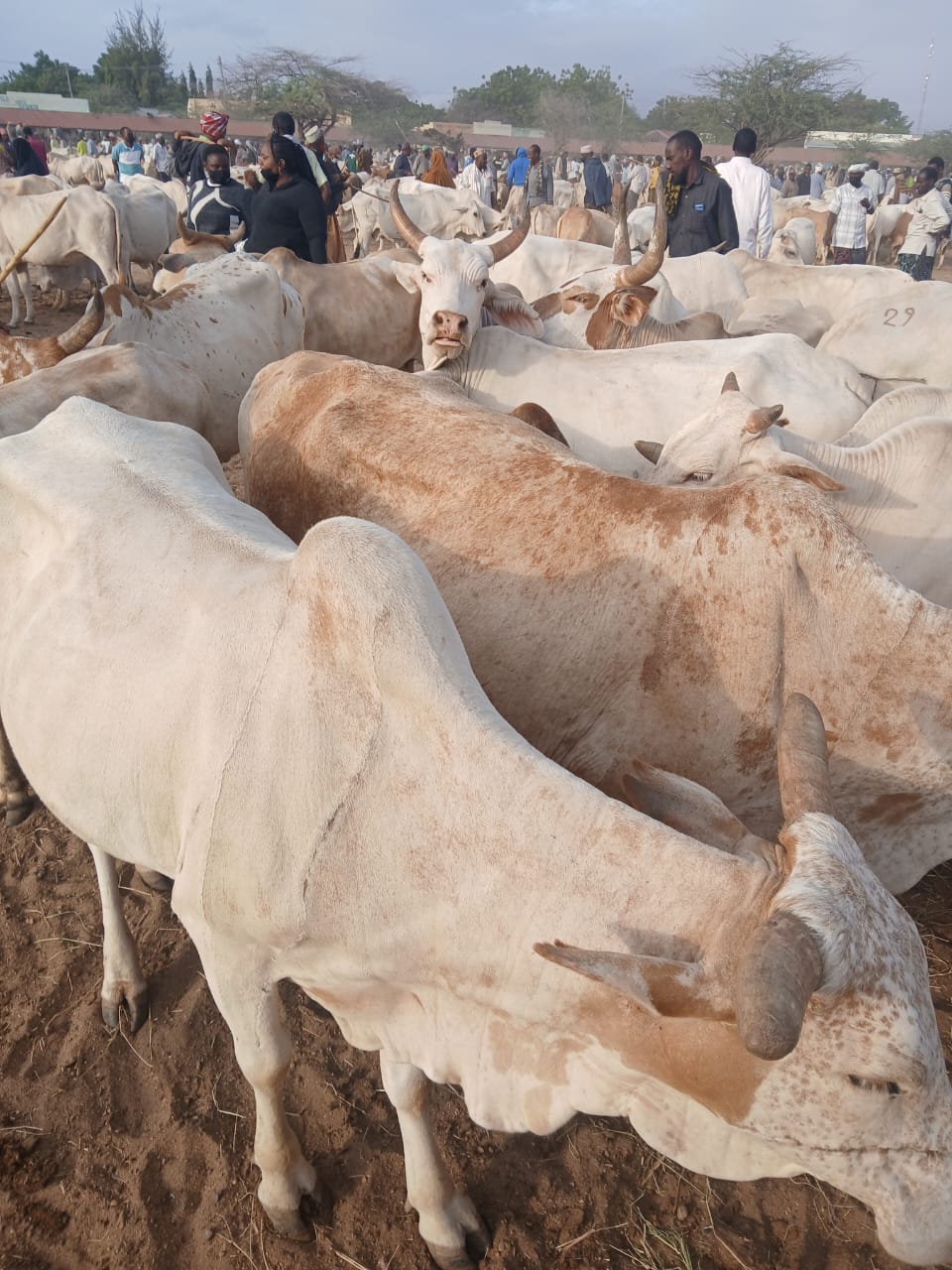 Our Vision - Global Meat Export Leadership