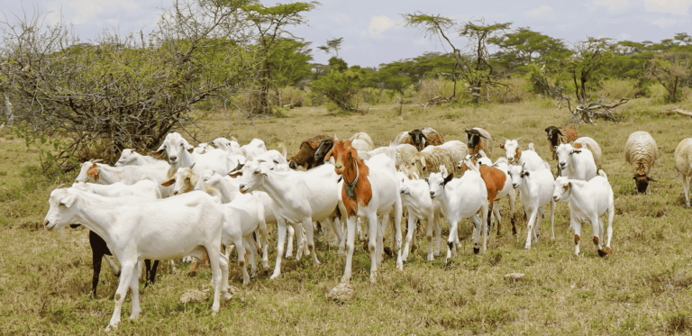 Premium Goat Products