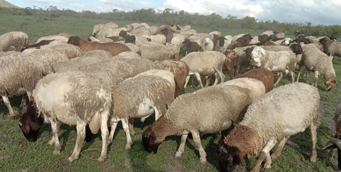 Premium Lamb Products